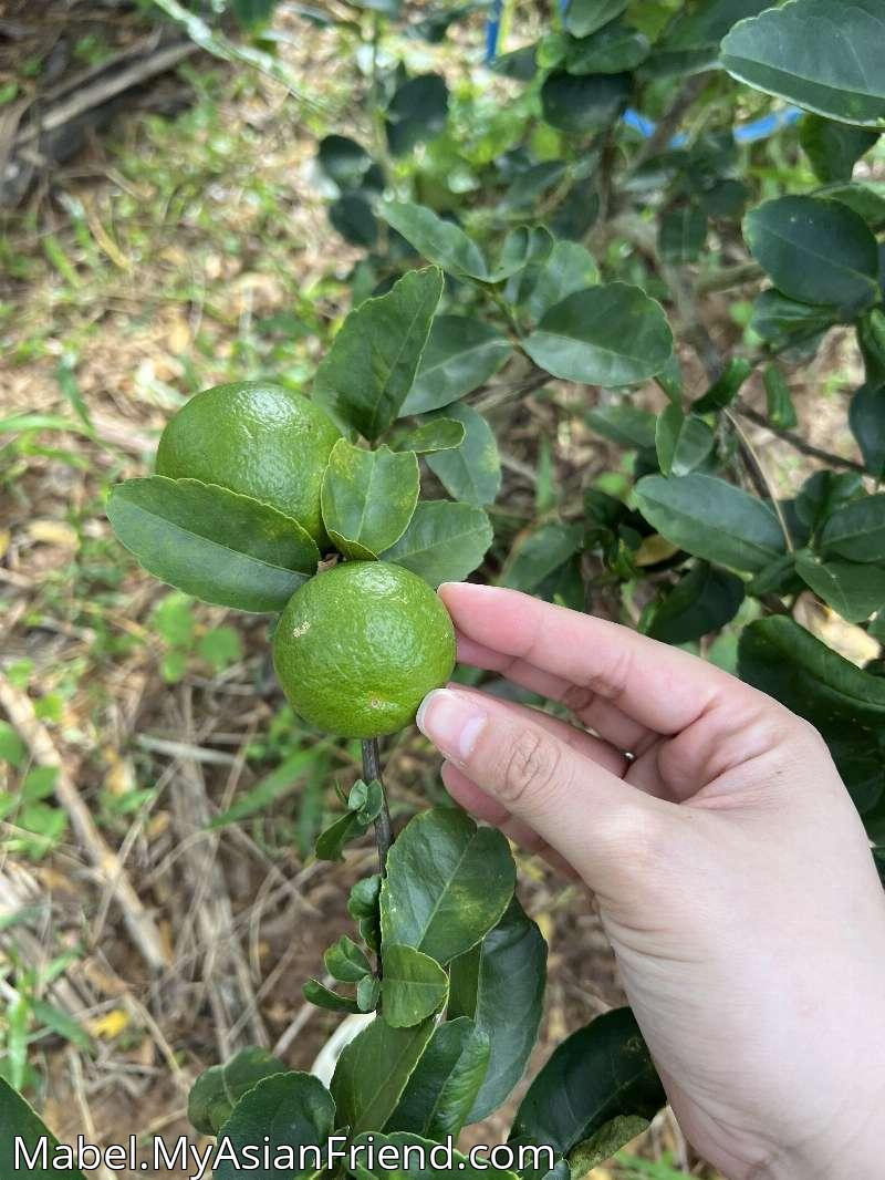 Mabel's personal blog photo 1 added Thursday the 16th of October 2025